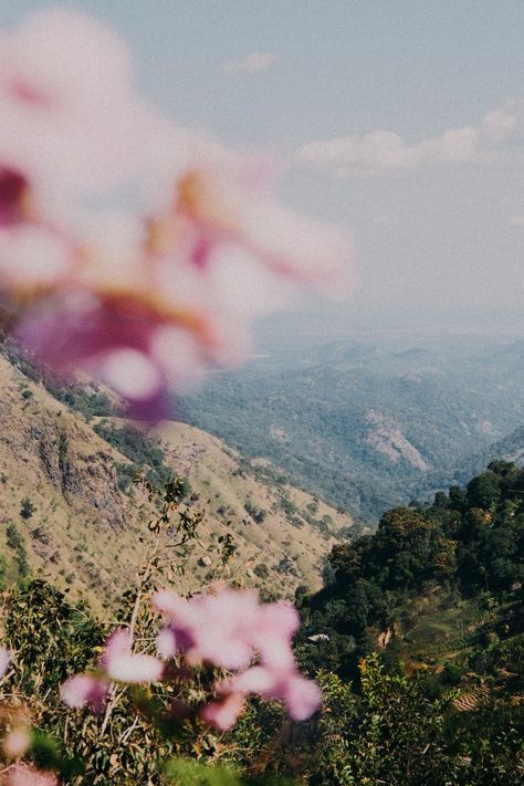 Green mountain valleys in Chiapas, framed by pink blossoms